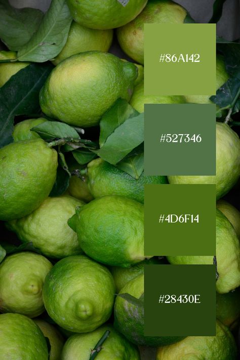 A collection of fresh limes, exhibiting various shades of lime green palette, creates a rich and vibrant color palette. The leafy greens and natural textures enhance the lively and organic feel. Lime Green Palette, Lime Green Color Palette, Color Scheme Generator, Green Color Palette, Aesthetic Color, Green Palette, Green Colour Palette, Palette Color, Color Harmony