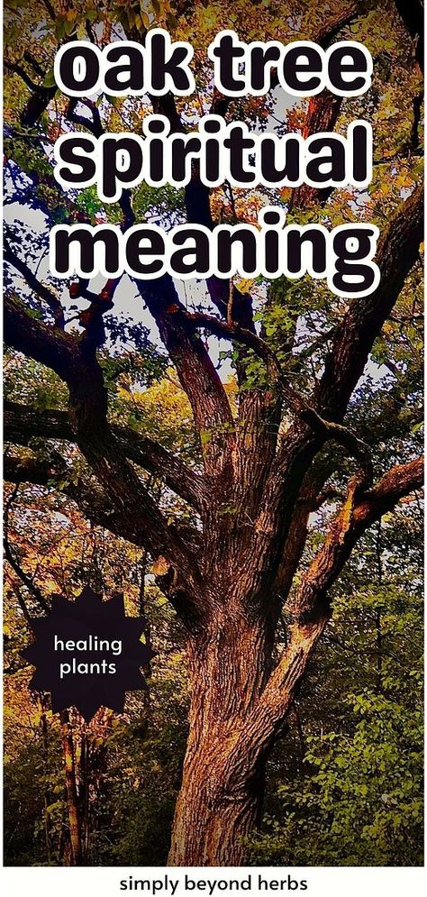 Explore the "Oak Tree Spiritual Meaning" within the context of natural health and living. The oak tree, a symbol of strength, wisdom, and healing, holds a special place in spiritual practices. This guide sheds light on its historical and cultural importance, offering a deeper understanding of this revered tree. Perfect for those intrigued by tree meanings. Find more at simplybeyondherbs.com. Oak Tree Symbolism, Tree Symbolism, Plant Symbolism, Tree Meanings, Sacred Groves, Spell Books, Ancient Celts, Mighty Oaks, Healing Plants