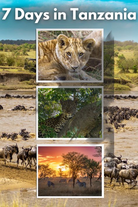 Plan Your Tanzania 7 Day Itinerary. Explore Tanzania's wonders in 7 days! From wildlife safaris in Serengeti to Ngorongoro Crater's beauty, plan your dream itinerary for adventure and luxury. #TanzaniaSafari Tanzania Itinerary, Travel Tanzania, 7 Day Itinerary, All About Africa, Safari Photography, Beauty Plan, Tanzania Travel, The Great Migration, Africa Wildlife