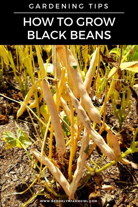 How to Grow Black Beans from seeds in your vegetable garden.  Looking for a new plant to grow in  your garden this year?  Try growing black beans!  They're easy to grow, produce a good yield and store great for recipes! Grow Black Beans, Black Bean Plant, Health Benefits Of Beans, Grow Beans, Bean Dips, Farm Plants, Bean Garden, Bean Soups, Recipes Beans