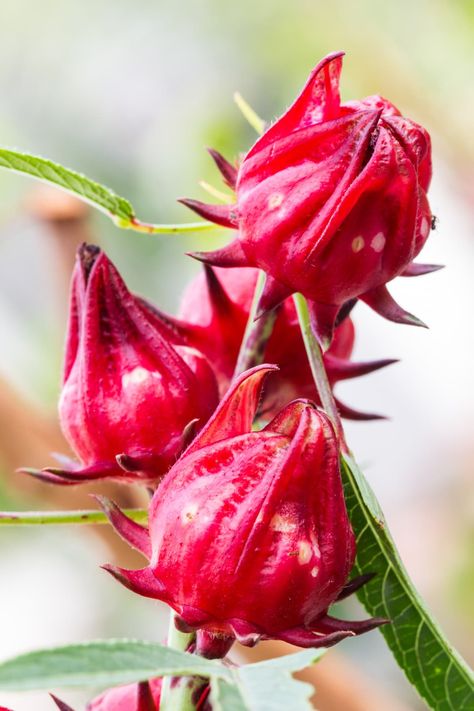 Roselle Juice, Roselle Plant, Roselle Flower, Red Sorrel, Food Jamaican, Roselle Hibiscus, Edible Flowers Recipes, Flower Recipes, Hibiscus Sabdariffa