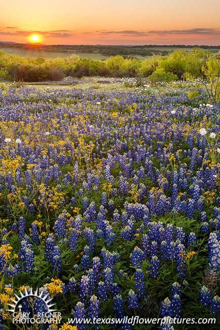 Blue Flower Field, Wildflower Photography, Texas Wildflowers, Texas Landscape, Wildflowers Photography, Visit Texas, Fashion Corner, Field Of Dreams, Spring Beauty