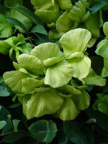 Mascagnia macroptera - Yellow Butterfly Vine Butterfly Vine, Pinterest Garden, Variegated Plants, Yellow Butterfly, Foliage Plants, Leaf Flowers, Exotic Plants, Gardening Ideas, Carrot Cake