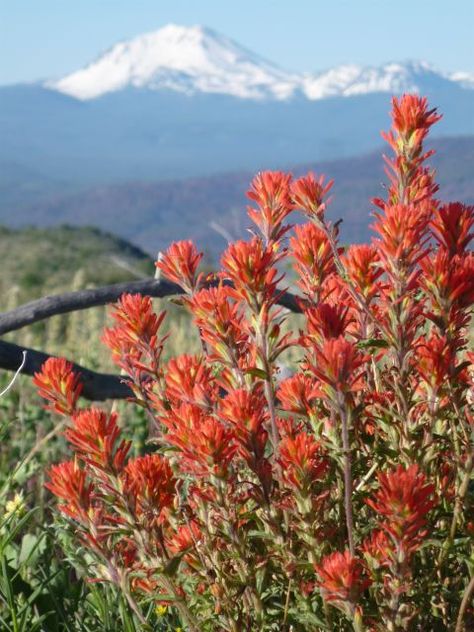 Wild Flower: Indian Paintbrush Painted Cards, Indian Paintbrush, Thru Hiking, Colorado Hiking, Pacific Crest Trail, Indian Culture, Appalachian Trail, Wild Flower, Fishing Gear