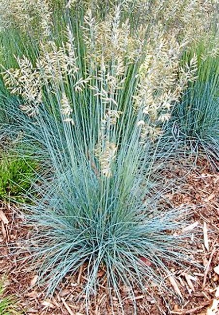 Mature Size Book: 1-2' tall x 1-2' wide Mature Size Observed: 1-2' tall x 1-2' wide Form: Clumping with feathery seed heads Foliage: Blue Advantages: Beautiful color and texture Disadvantages: Not as drought tolerant as other grasses Zone: 4 to 9 Soil: Well draining fertile Water: Moderate Sun: Full sun Rating: 4 Evergreen Perennials, Blue Oat Grass, Garden Display, Seed Heads, Blue Leaves, Summer Breeze, Drought Tolerant, Rock Garden, Daily News