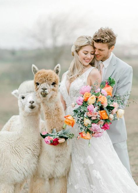 Alpaca Wedding, Llama Wedding, Lilly Pond, Equestrian Wedding, Zoo Wedding, Horse Wedding, Events Planning, Family Portrait Poses, Alpaca Farm