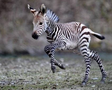 20 Animals You Never See As Babies - The Dodo Baby Zebra, Africa Safari, Baby Animals Funny, Amazing Animals, Animal Planet, Zebras, Cuteness Overload, Cat Memes