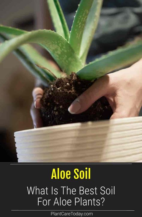 What Is The Best Soil For Aloe Plants? Aloe Plant Care, Aloe Care, Growing Aloe Vera, Aloe Plants, Succulent Soil, Aloe Plant, Aloe Vera Plant, Indoor Plant Care, Growing Plants Indoors