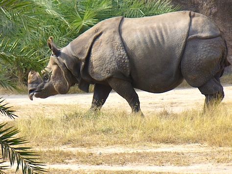 Javan rhino ~ critically endangered Badak Jawa, Javan Rhino, Javan Rhinoceros, Wild Animals Photography, Animal References, Big Animals, Incredible Creatures, Extinct Animals, Rare Animals