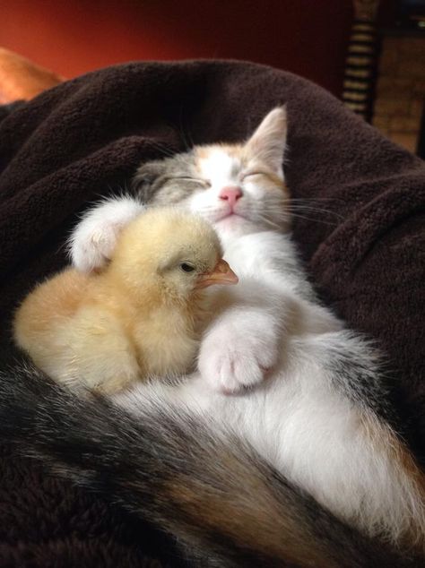 Best Friends Cat And Duck Friends, 2 Cute Animals Together, Love In Animals, Cute Couple Animals, Cute Animals Together, Duck And Cat, Cats And Ducks, Unusual Animal Friends, Animals In Love