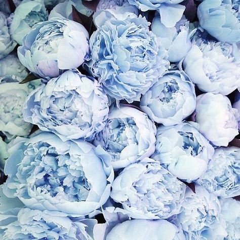 Are blue peonies even real life because these are incredible Wedding Flowers Tulips, Peony Colors, Wedding Flowers Peonies, Tulip Wedding, Blue Flower Wallpaper, Blue Peonies, Wallpaper Flower, Hydrangea Purple, Blue Wedding Flowers