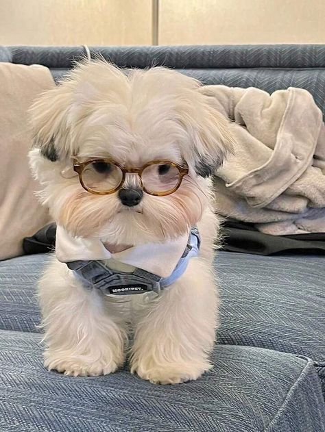 Dog Glasses, Dog With Glasses, Brown Glasses, Shih Tzu Dog, Pet Photo, Beach Wears, Shih Tzu, Fashion Online Shop, Color Me