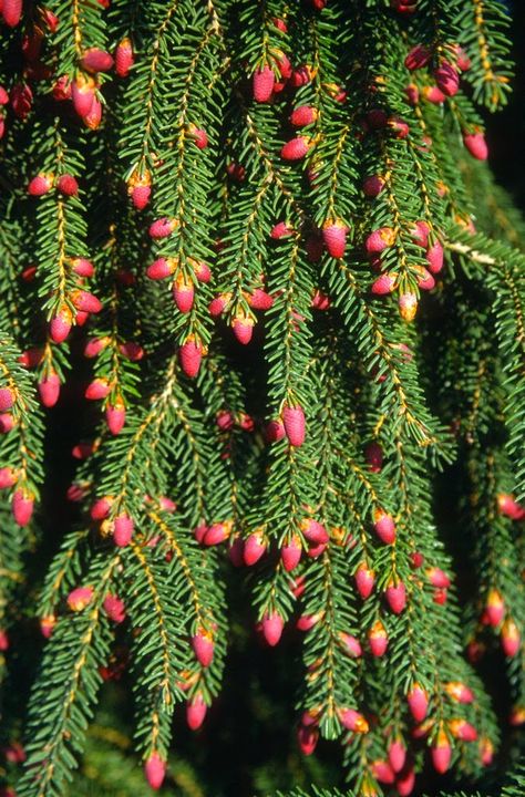 Picea Orientalis Aureospicata Picea Orientalis, Picea Omorika, Pyrostegia Venusta, Picea Glauca Conica, Aronia Melanocarpa, Conifers Garden, Evergreen Garden, Bonsai Flower, Conifer Trees