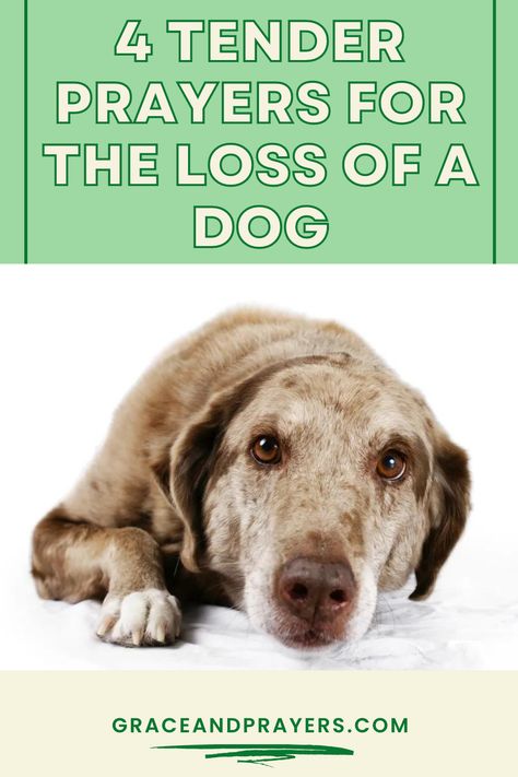 Looking for prayers related to the loss of your dog? We'll share 4 simple but tender prayers so you can talk to God about your canine companion. Prayers For Pet Loss, Prayers For Loss Of Dog, Dog Prayer, Prayers For Pets, A Dogs Prayer, The Loss Of A Dog, Loss Of A Dog, Pet Loss Dog, Talk To God