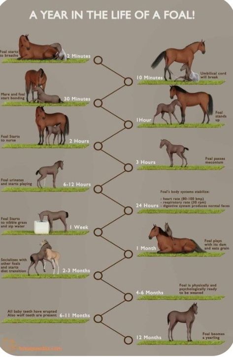 Horse Types Chart, Horse Care Chart, Horse Tack Knowledge, Horse Body Language, Types Of Horses Breeds, Call Baby, Equine Veterinary, Horse Behavior, Horse Brushes