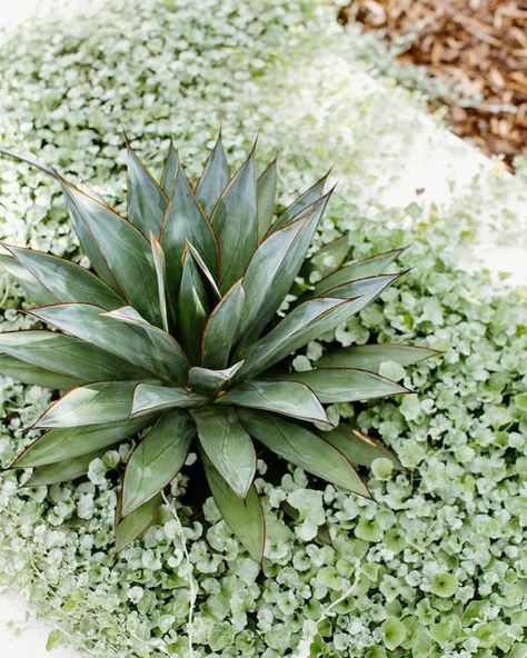 Silver Dichondra, Dichondra Silver Falls Ground Cover, Blue Glow Agave Landscape, Dichondra Argentea Silver Falls, Glow Garden, Agave Blue Glow, Agave Geminiflora, Silver Falls, Plant Supplies