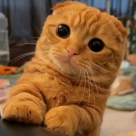 Munchkin Cat Orange, Orange Munchkin Cat, Orange Scottish Fold Cat, Scottish Fold Cat Orange, Orange Scottish Fold, Scottish Fold Munchkin Cat, Chaotic Animals, Munchkin Cat Scottish Fold, Munchkin Cat