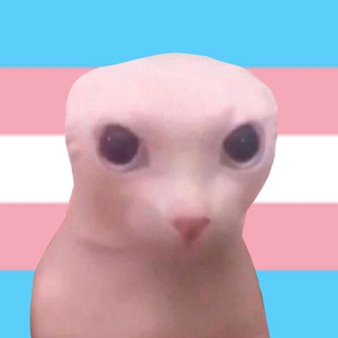 Trans Pfp Aesthetic, Trans Male Pfp, Pfp Trans, Hidden Trans Pfp, Trans Flag Pfp, Trans Omni Pfp, Trans Pfp, Cursed Trans Flag, Funny Trans Flag