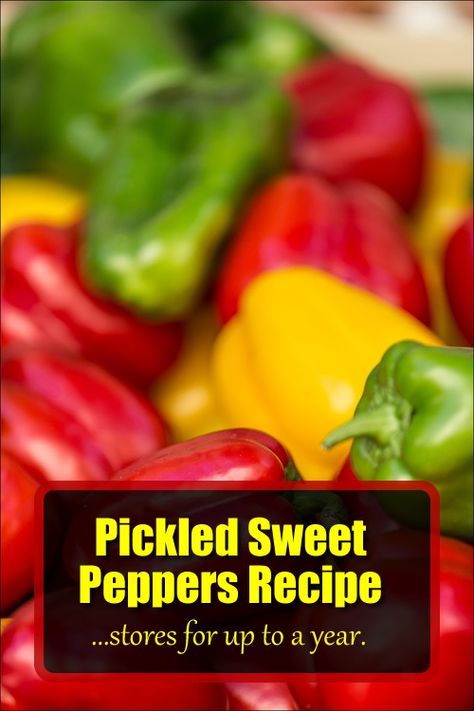 Pickled Sweet Peppers Recipe - stores for up to a year... #pickling #pickled #pickledpeppers #homestead #homesteading#preserving Sweet Pickled Peppers Recipe, Green Peppers Canning Recipes, Pickel Peppers, Pickled Green Peppers Recipe, Pickled Sweet Peppers Recipe, Pickled Cayenne Peppers Recipe, Pickled Bell Peppers Recipe, Pickled Green Peppers, Pickled Bell Peppers