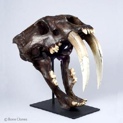 Sabertooth Cat Skull, Deluxe Smilodon fatalis, Tarpit Finish - I call dibs on the one my dad has in his office! Smilodon Fatalis, Smilodon Skull, Dinosaur Plant, Dinosaur Skull, Skull Reference, Cool Dinosaurs, Moleskine Sketchbook, Nature Science, Prehistoric World