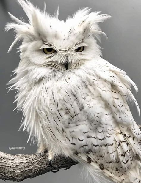 Snow Owl Aesthetic, Snowy Owl Drawing, Owl Aesthetic, Feathered Fringe, Snowy Owls, Owl Photography, Cutee Animals, Animal Illustration Art, Snow Owl