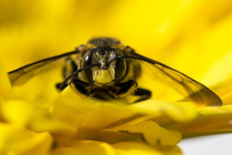 Anthidium manicatum European wool carder bee Wool Carder Bee, Insects, Bee, Wool, Animals