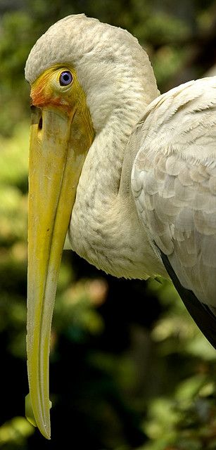 White Pelican, Pelecanus onocrotalus, Malaysia.  Yellow Beaked Bird by Rob Wood Regard Animal, Kinds Of Birds, Bird Watcher, Charles Darwin, All Birds, White Bird, Big Bird, Exotic Birds, Pretty Birds