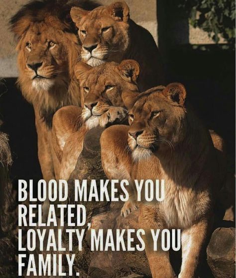 Mentor Of The Billion, Lioness Quotes, Big Cat Family, Lion Quotes, Lion Love, Lion Pictures, Warrior Quotes, Lion Of Judah, Badass Quotes