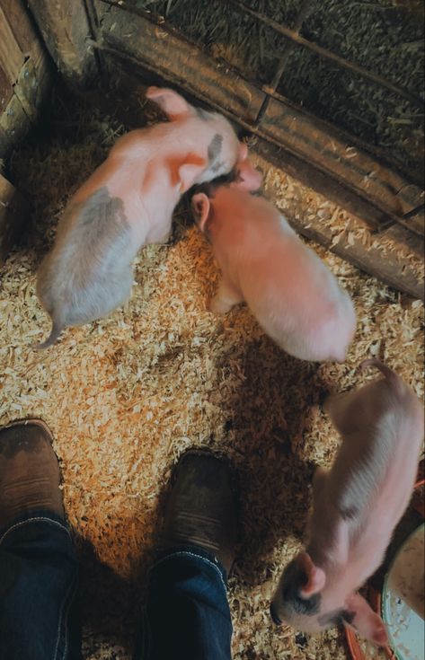 cute market hog piglets | @ryleerae25 | #markethog #markethogs #showpig #showpigs #ffaanimals #ffa #fairpigs #piglets #babypigs #farmanimals #barnlife #barn #pigs #babyanimals #countrygirl #countryboy #westernlifestyle #countrylifestyle #country #marketanimals #boots #4h Pig Aesthetic, Showing Pigs, Ag Teacher Aesthetic, Ffa Aesthetic, Livestock Barn, Pig Showing, Ag Teacher, Teacher Aesthetic, Pig Wallpaper