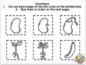 Life Cycle Of A Bean Plant Preschool, Gardening Preschool, Scientific Method Elementary, Plant Life Cycle Worksheet, Plants Kindergarten, Plants Worksheets, Living And Nonliving, Sequencing Worksheets, Procedural Writing