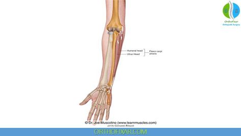 Flexor Carpi Ulnaris Muscle Anatomy Forearm Muscle Anatomy, Medical Terminology Games, Shoulder Range Of Motion, Ulnar Nerve, Forearm Muscles, Muscle Anatomy, Orthopedic Surgery, Medical Terminology, Free Medical