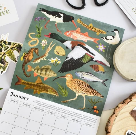 Add a little bit of nature to your home with the British Habitats 2024 wall calendar now. The perfect stocking filler for naturalists, wildlife lovers, students, and families.  Learn all about species that you can find throughout the UK with pages full of illustrated species.  *This is a pre-order. Orders will not be dispatched till approximately October after this the price will increase.  Need more organisation at work or at home?  Struggling to find unique gifts?  or struggling to add colour Animal Calendar, 2024 Planner, Bird Migration, British Wildlife, Wildlife Habitat, Student Planner, Calendar 2024, Eco Friendly Living, Wall Calendar