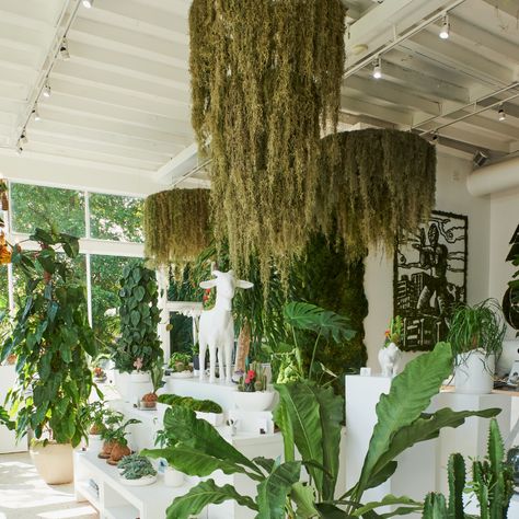 Featured at Art Basel 2024 as part of The Spanish Moss Sanctuary installation, our hanging floating gardens bring the beauty and magic of nature into your space. The hanging gardens are installed from the ceiling, pergola or tall trees and can come with live Spanish moss for exterior use or with preserved moss for interior use. On-site installation is not included in the price and can be coordinated with our team as needed. Disclaimer: The Spanish Moss used to create this chandelier can be flamm Spanish Moss Decor, Moss Chandelier, Moss Arrangements, Decorating With Nature, Moss Hanging, Floating Gardens, Cute House Decor, Shrek Party, Moss Decor