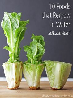 Lettuce Regrow, Regrow Lettuce, Regrow Celery, Regrow Vegetables, نباتات منزلية, Growing Veggies, Gardening Trends, Organic Foods, Veg Garden