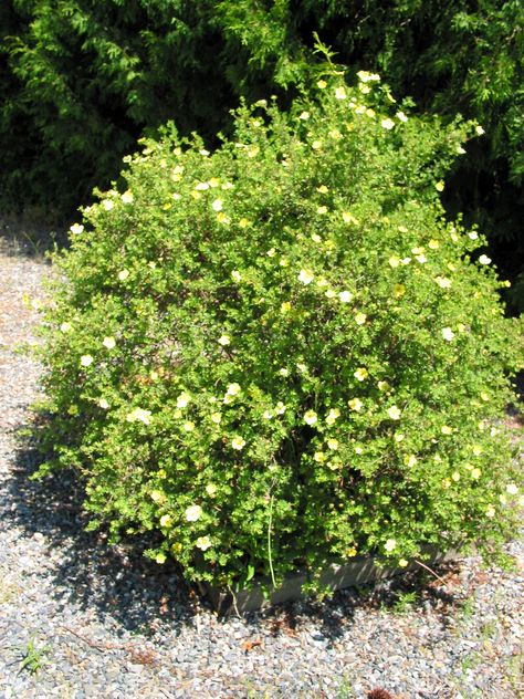 Growing buttercup bush provides continued blossoms in warm regions. If you live in a suitable climate, you can find information about growing buttercup bushes in this article so you can add some to your garden. Bushes And Shrubs, Bush Plant, My Granny, Angel Babies, Planting Shrubs, Wild Plants, Nature Plants, Concrete Jungle, Garden Trees