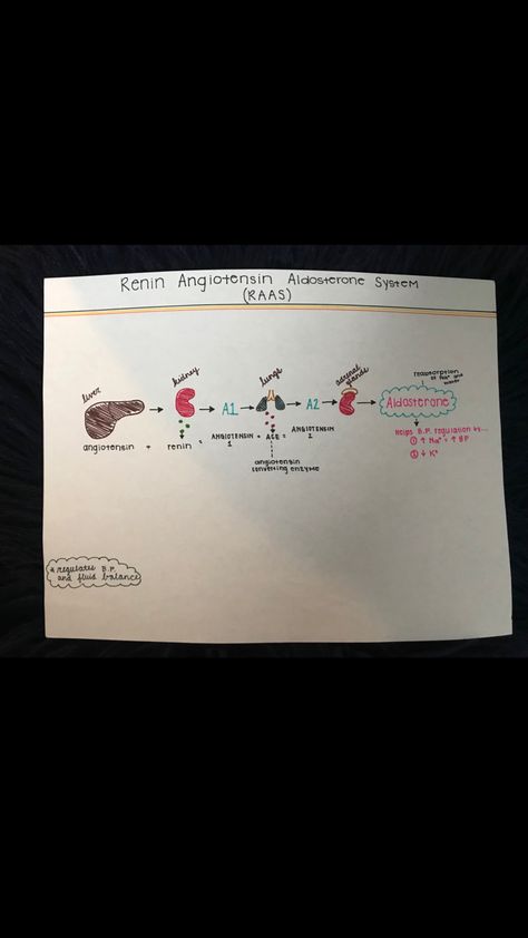 RAAS system Ras System Nursing, Raas System Notes, Raas System, Clinical Nurse Leader, Anesthesia School, Nursing Study Notes, Notes Nursing, Nurse Leader, Study Sheets