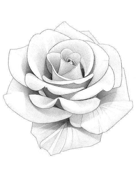 Rosa Tattoo Designs, 3 Roses Tattoo Design, Rose Tattoo Drawing, Rose Pencil Drawing, Rose Outline Drawing, Rose Outline, Rose Drawing Tattoo, Rose Tattoos For Men, Rose Sketch