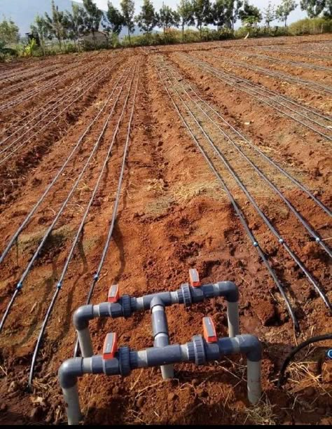 Drip irrigation with hydrants to irrigate land in sections Irrigation System Design, Decorative Solar Garden Lights, Irrigation Diy, Vertical Vegetable Gardens, Farming Technology, Crop Farming, Garden Watering System, Irrigation Systems, Farm Plans