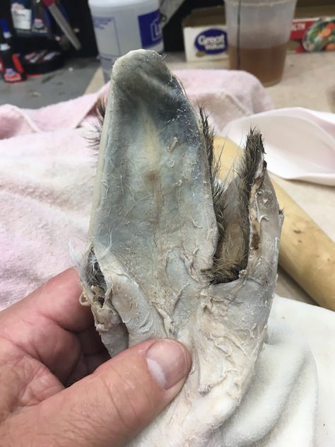 Deer Ear Rebuilding For Mounting | Taxidermy.net Forum Taxidermy Shop, Deer Taxidermy, Taxidermy Decor, Deer Ears, Deer Mounts, Taxidermy Mounts, Ear Parts, The Older I Get, The Ear