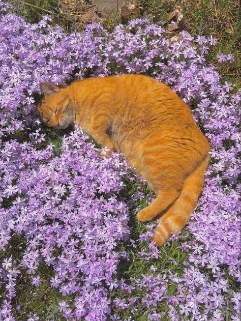 Cats In Flowers, Cat Sleeping, Cat Aesthetic, Orange Cat, Little Animals, I Love Cats, Pretty Cats, Crazy Cat, Cute Little Animals