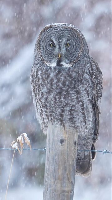 Ken Anderson Photography on Instagram: "Phantom of the North… Great Grey Owl. #greatgreyowl #sonyalpha #owl . . . . . . #Strixnebulosa #greatgrayowl #riyets #ethicsbeforeimages #phototours #nuts_about_birds #owl #wildlifephotography #bestoffhe_greatwhitenorth #owlsofinstagram #best_birds_of_ig #kenandersonphotography" Guess The Animal, Ken Anderson, Tawny Owl, Grey Owl, Animal Sweater, Great Grey Owl, Animal Hoodie, Stop Trying, Gray Owl