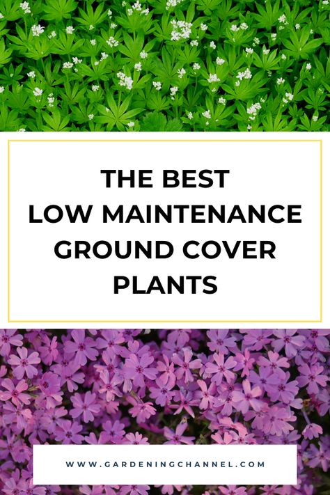 creeping phlox and sweet woodruff with text overlay the best low maintenance ground cover plants Flowering Ground Cover Perennials, Low Ground Cover, Best Ground Cover Plants, Low Growing Ground Cover, Grass Alternative, Sustainable Landscape, Shrubs For Landscaping, Evergreen Groundcover, Perennial Ground Cover