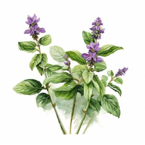 Holy Basil Plant Drawing Stock Illustrations – 31 Holy Basil Plant Drawing Stock Illustrations, Vectors & Clipart - Dreamstime Basil Plant Drawing, Basil Botanical Illustration, Basil Drawing, Basil Illustration, Basil Flower, Basil Flowers, Book Concept, Flower Language, Basil Leaf