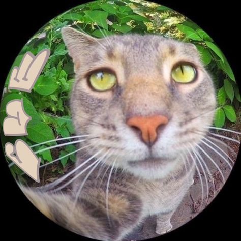 Cat Round Pfp, Pfp Circle, Circle Pfp, Round Pfp, Pfp Profile, Profile Picture