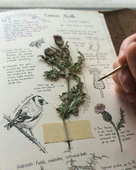 Kunstjournal Inspiration, Green Academia, Istoria Artei, Sketchbook Pages, Assemblage Art, Nature Journal, Flowers Plants, Bullet Journaling, Art Journal Inspiration