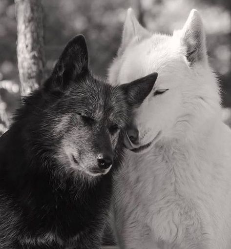 Wolf Core, Wolf Mates, Black Wolves, Wild Wolves, Red Wolves, Werewolf Aesthetic, Wolf Images, Arctic Wolf, Wolf Photos