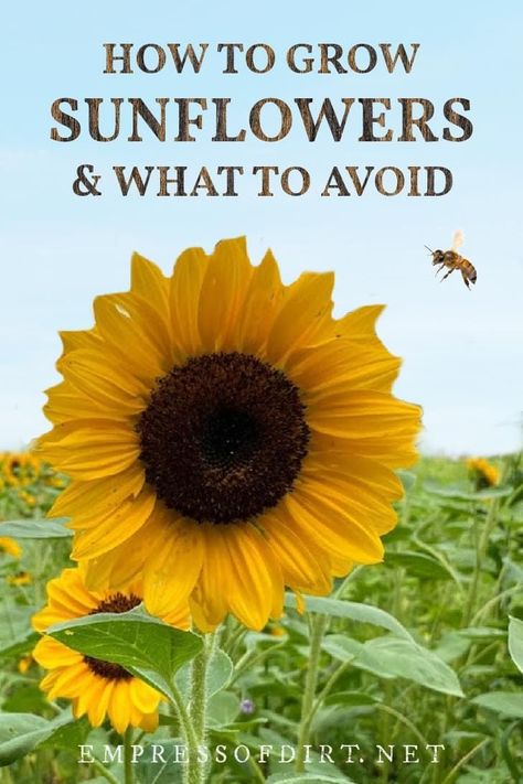 Sunflowers Planting Ideas, Growing Sunflowers From Seed, When To Plant Sunflowers, Planting Companions, Canadian Gardening, Sunflower Growing, How To Grow Sunflowers, Grow Sunflowers, How To Make Sunflower