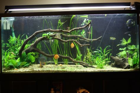 Unique Fish Tanks, 55 Gallon Tank, Discus Tank, Discus Aquarium, Cool Fish Tanks, Fish Tank Design, Aquarium Driftwood, Aquarium Terrarium, Fresh Water Fish Tank