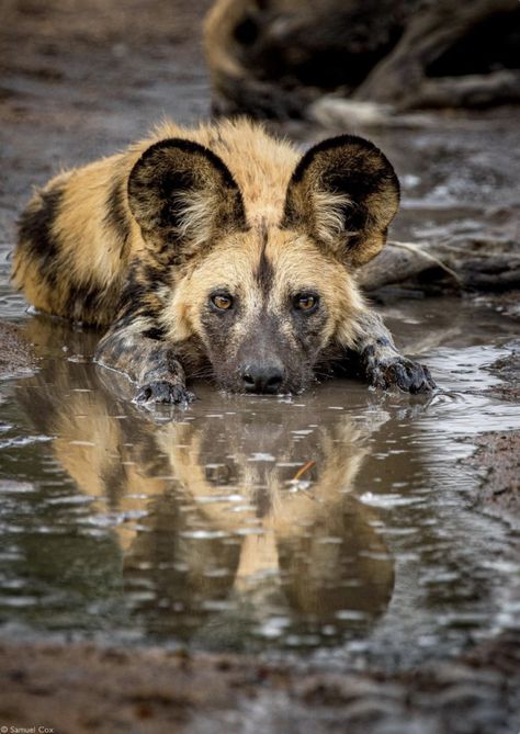 African Hunting Dog, Animal Photography Wildlife, Wild Animals Photography, Wild Photography, Wild Dog, African Wild Dog, African Wildlife, Wild Dogs, Hyena