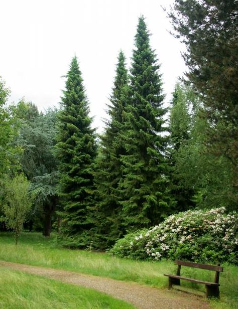 Narrow Trees, Picea Omorika, Serbian Spruce, Crismas Tree, Pergola Design Ideas, Low Maintenance Landscaping Front Yard, Evergreen Landscape, Trees For Front Yard, Conifers Garden